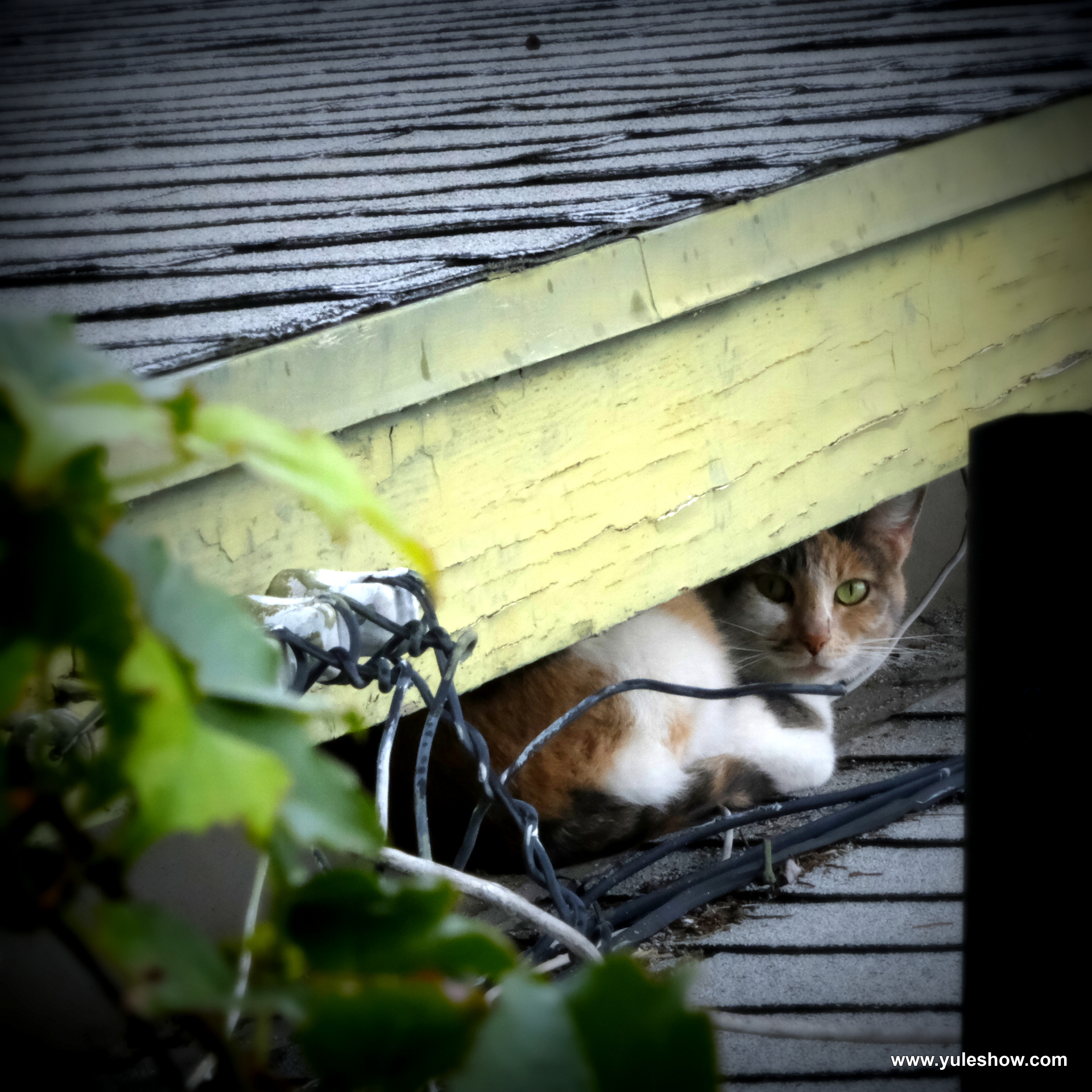[clog]20261116 LOMO 三花貓
